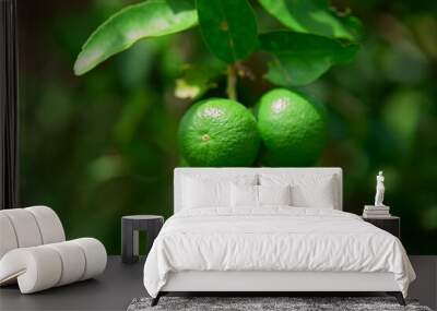 Fresh lime hanging on tree branch Wall mural