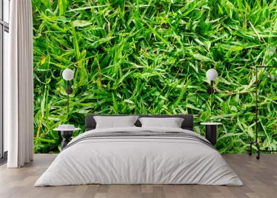 Green grass pattern and texture for background. Close-up Wall mural