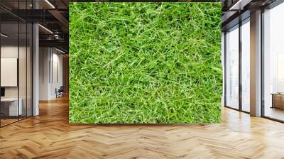 Green grass pattern and texture for background. Close-up Wall mural