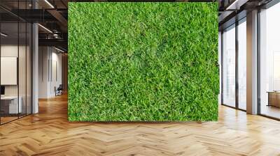 Green grass texture for background. Green lawn pattern and texture background. Close-up. Wall mural