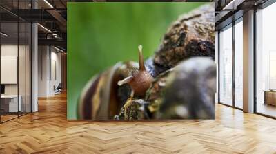 snail on  tree bark in the garden Wall mural