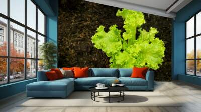 vegetable Wall mural