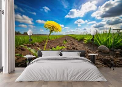 Flowering dandelion plant in grass near soil Wall mural