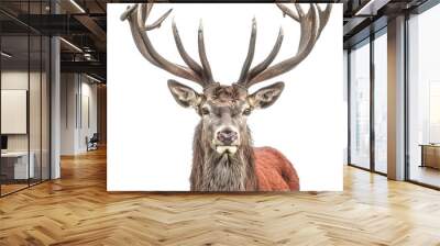 deer isolated on white background Wall mural