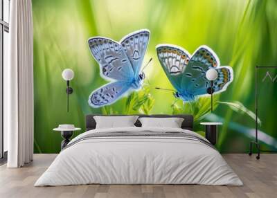 Two blue butterflies Polyommatus icarus in nature outdoors. Butterflies on a spring summer meadow in sunlight in lush grass, macro, Generative AI Wall mural