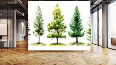 pine tree isolated on white Wall mural