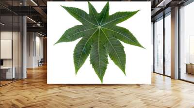 Castor leaf fresh isolated on white background Wall mural