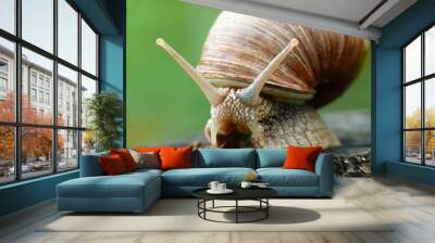 Roman snail in garden Wall mural