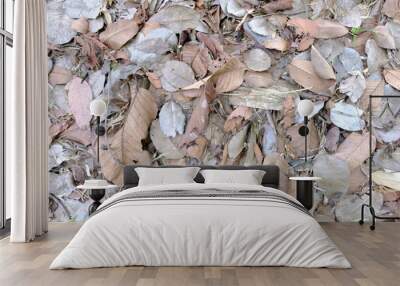 autumn leaves background Wall mural