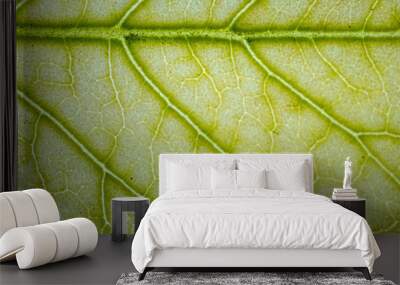 Macro green leaf on lightbox with close up structure Wall mural