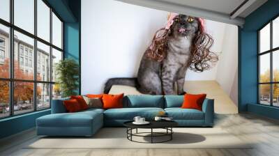 tabby grey cat with yellow eyes wear hair wig with decoration Wall mural