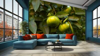 Green sweet tangerines tree. Citrus green branch background. Mandarin leaves. Wall mural