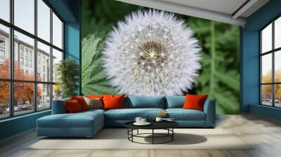 Dandelion Wall mural