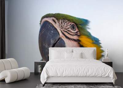 blue and yellow macaw Wall mural