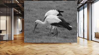 white stork in the grass Wall mural