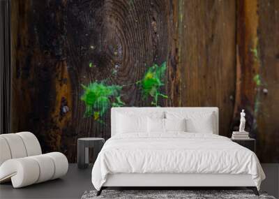 Green paintball marks on wood or tree. Two green splat marks of a paintball bullet on a wooden surface in the woods. Wall mural