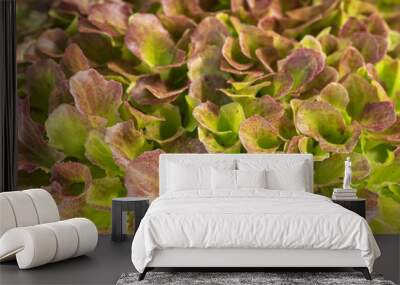 lettuce, lollo red, closeup, background, organic food, vegetarian, healthy food, green mood, lettuce Wall mural