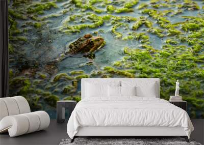 frog in a pond among algae, animal in the water Wall mural