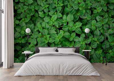 nature background, closeup leaves texture, tropical leaves Wall mural