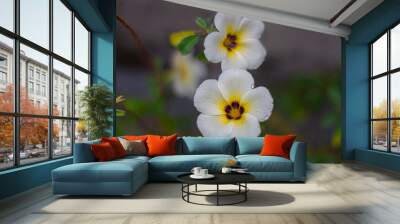 White flower in garden. Wall mural