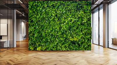 Green leaf wall texture background. Nature view of green plants. Environmental freshness wallpaper concept. Wall mural