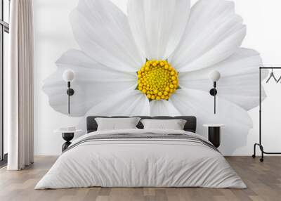 White cosmos flower isolated on white with clipping path Wall mural