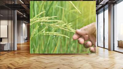 hand tenderly touching a young rice in the field. Wall mural