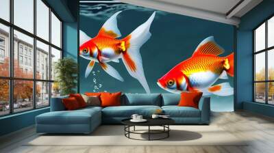 goldfish in aquarium fish, goldfish, aquarium, gold, animal, water, isolated, pet, orange, white, underwater, nature,  Wall mural