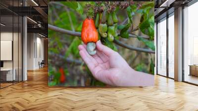 Hand holding bunches of cashews on the tree. The fruit looks like rose apple or pear. At the end of the fruit there is a seed, shaped like a kidney. Wall mural