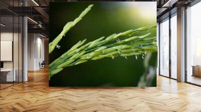 Rice grains that can be used to produce Rice milk, is a plant milk made from rice. Wall mural