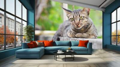 Close-up of a gray cat resting on the wall. Wall mural