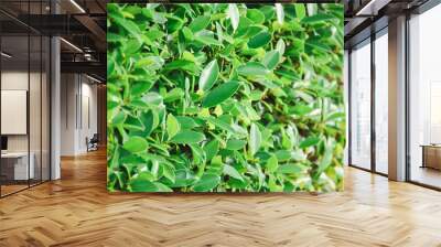 Fresh green Korean banyan leaves background Wall mural