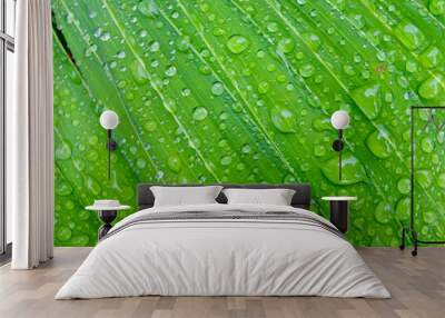 green leaf with water drops Wall mural