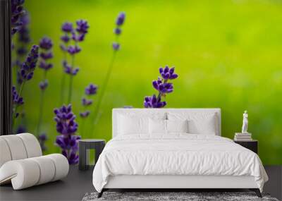 Blooming lavender flowers on green grass background on a sunny day. Web banner. Wall mural