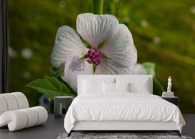 Flowering plant Marshmallow officinalis. Wall mural