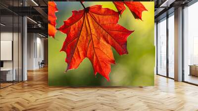 red maple foliage on a blurred green background on a sunny day. Wall mural