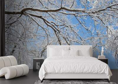 Tree tops covered with snow against a blue sky on a sunny day. Wall mural