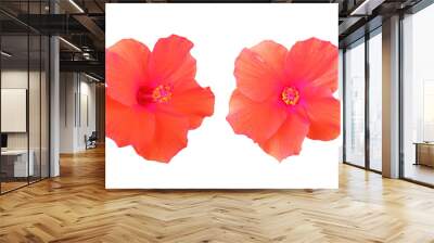 Closeup of two orange red colour hibiscus flower blossom blooming isolated on white background, stock photo, spring summer flower, double plants Wall mural