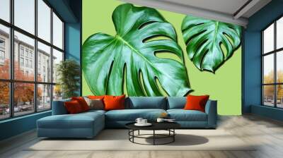 Top veiw, Bright fresh two monstera leaf isolated on green background for stock photo or advertisement, Genus of flowering plants, Tropical flora summer Wall mural