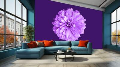 Top veiw, brigness single chrysanthemums flower purple color blossom blooming  isolated on dark blue violet background for stock photo or illustration, summer plants Wall mural