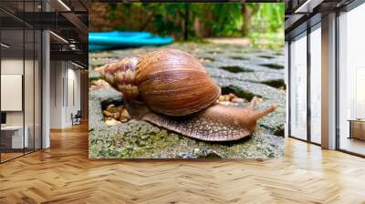 Closeup Big snail in shell crawling on wet ground Wall mural