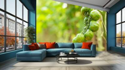 green tomatoes growing on the branches. Wall mural