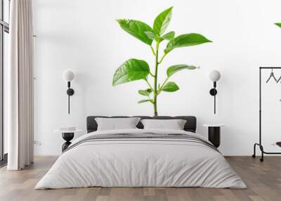 Green plant growing from the ground isolated on transparent background Wall mural