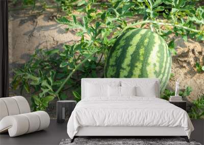 Fresh green watermelon of ripe watermelons with green leaves in a field. nature food Wall mural