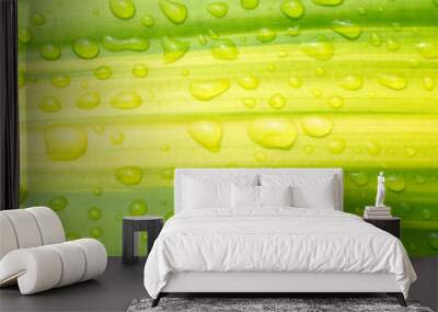 Rain Water droplets on green leaves for Nature Background. Wall mural