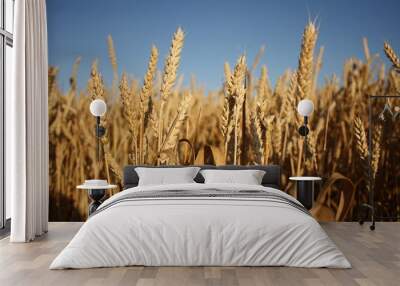 Gold wheat field and blue sky in summer time Wall mural