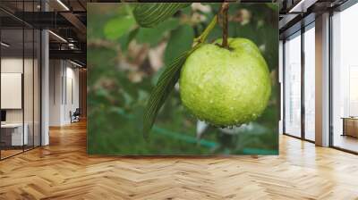 Green organic guava on tree with water drop from watering in local farm  Wall mural