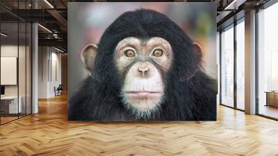 Chimpanzee funny. Wall mural