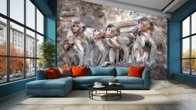 Monkey Family Wall mural