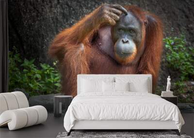 Orangutan sitting in nature. Wall mural